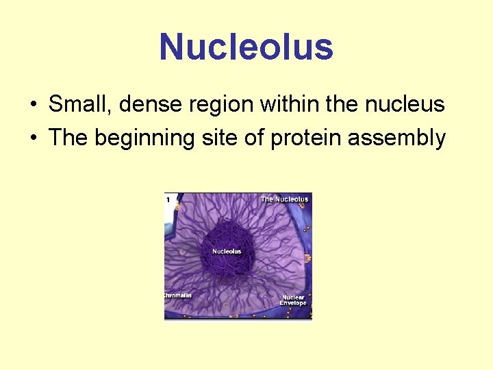 Nucleolus • Small, dense region within the nucleus • The beginning site of protein