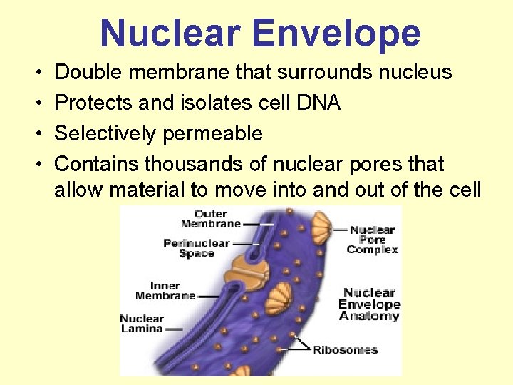 Nuclear Envelope • • Double membrane that surrounds nucleus Protects and isolates cell DNA