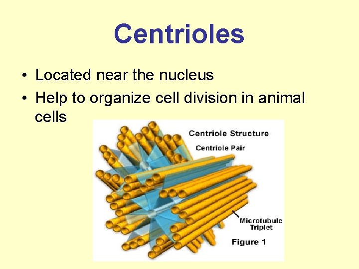 Centrioles • Located near the nucleus • Help to organize cell division in animal