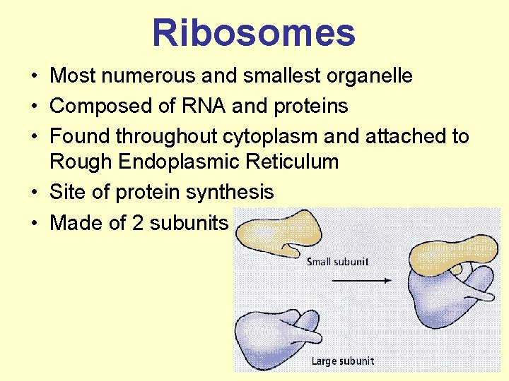 Ribosomes • Most numerous and smallest organelle • Composed of RNA and proteins •