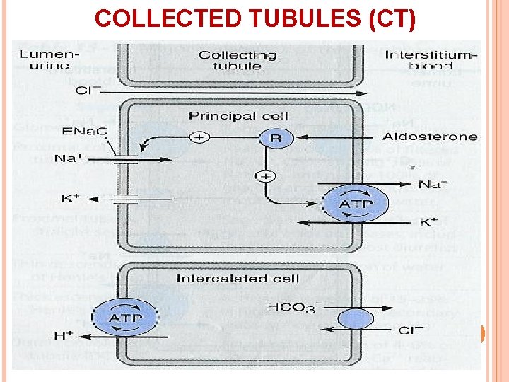 COLLECTED TUBULES (CT) 