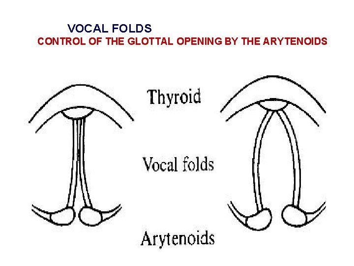 VOCAL FOLDS CONTROL OF THE GLOTTAL OPENING BY THE ARYTENOIDS 