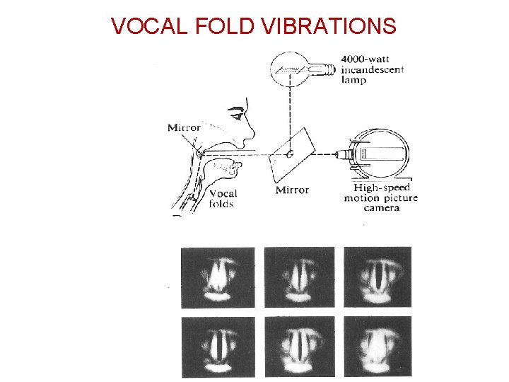 VOCAL FOLD VIBRATIONS 