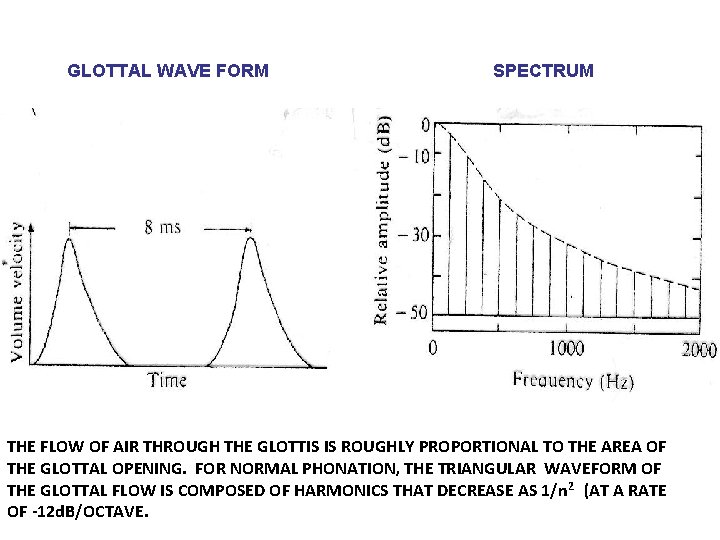 GLOTTAL WAVE FORM SPECTRUM THE FLOW OF AIR THROUGH THE GLOTTIS IS ROUGHLY PROPORTIONAL