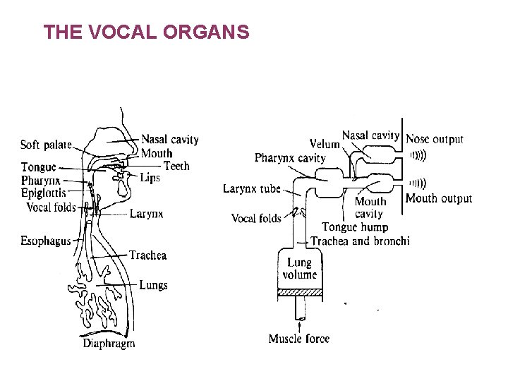 THE VOCAL ORGANS 