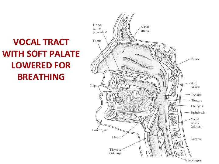 VOCAL TRACT WITH SOFT PALATE LOWERED FOR BREATHING 