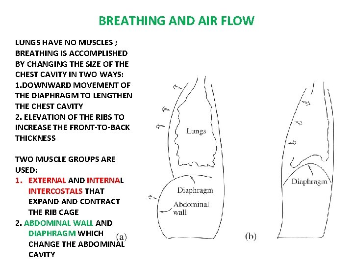 BREATHING AND AIR FLOW LUNGS HAVE NO MUSCLES ; BREATHING IS ACCOMPLISHED BY CHANGING