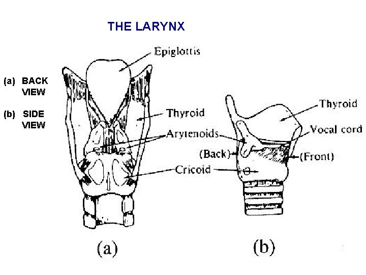 THE LARYNX (a) BACK VIEW (b) SIDE VIEW 