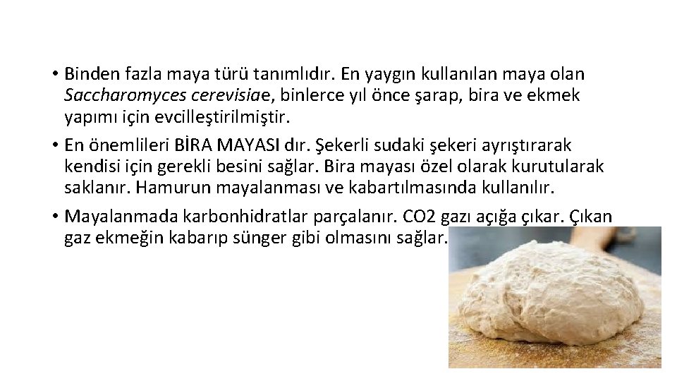  • Binden fazla maya türü tanımlıdır. En yaygın kullanılan maya olan Saccharomyces cerevisiae,