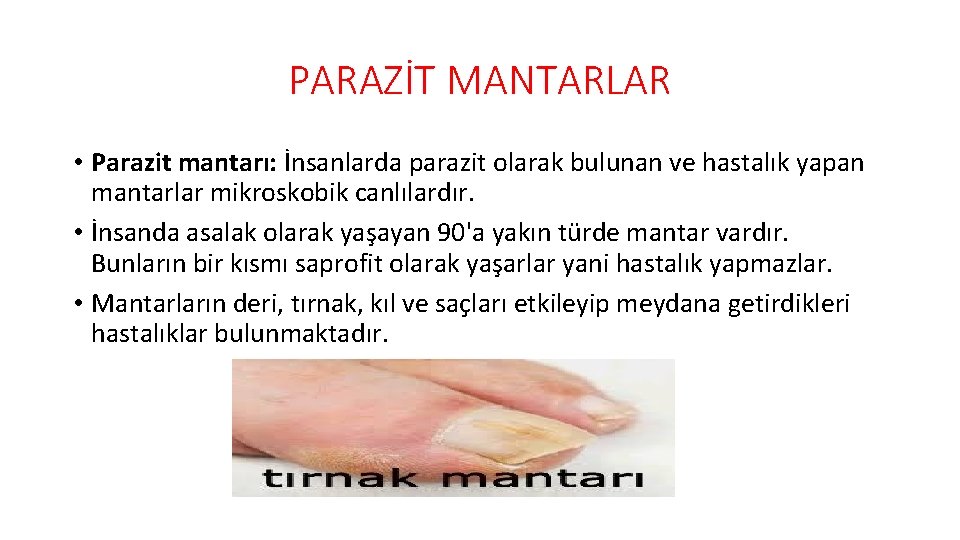 PARAZİT MANTARLAR • Parazit mantarı: İnsanlarda parazit olarak bulunan ve hastalık yapan mantarlar mikroskobik