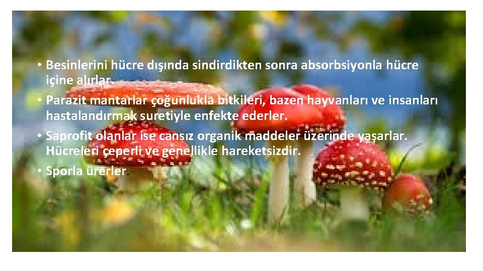  • Besinlerini hücre dışında sindirdikten sonra absorbsiyonla hücre içine alırlar. • Parazit mantarlar