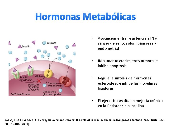Hormonas Metabólicas • Asociación entre resistencia a IN y cáncer de seno, colon, páncreas