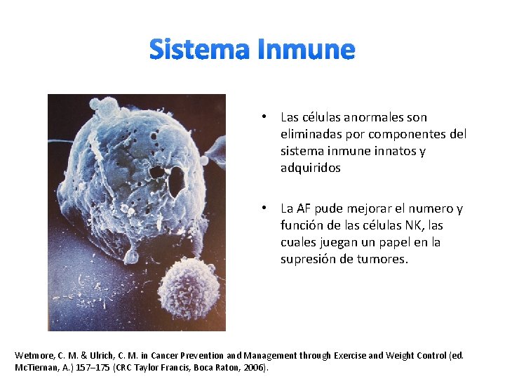 Sistema Inmune • Las células anormales son eliminadas por componentes del sistema inmune innatos