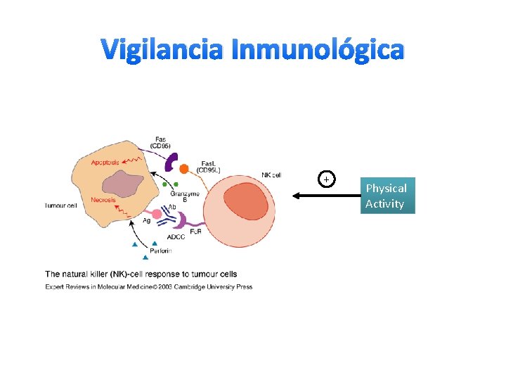 Vigilancia Inmunológica + Physical Activity 