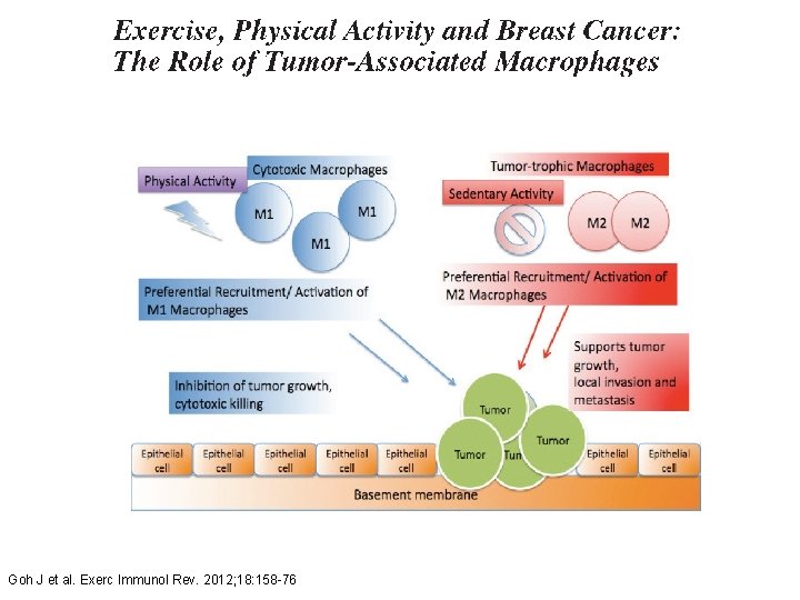 Goh J et al. Exerc Immunol Rev. 2012; 18: 158 -76 