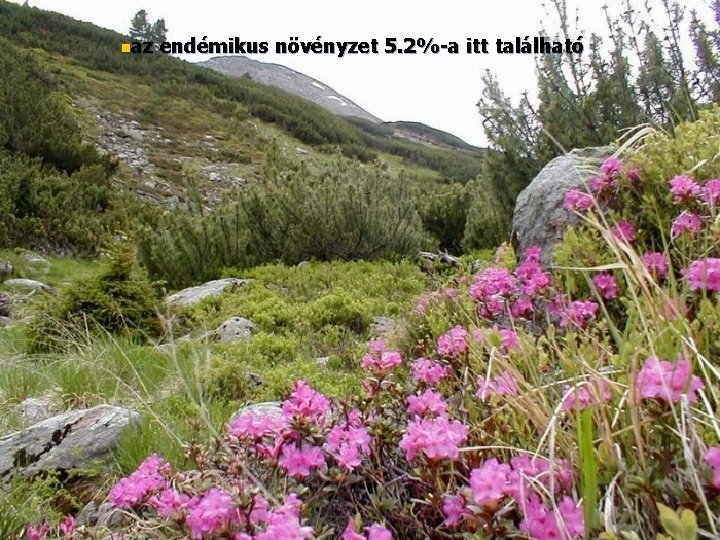 na z endémikus növényzet 5. 2%-a itt található 