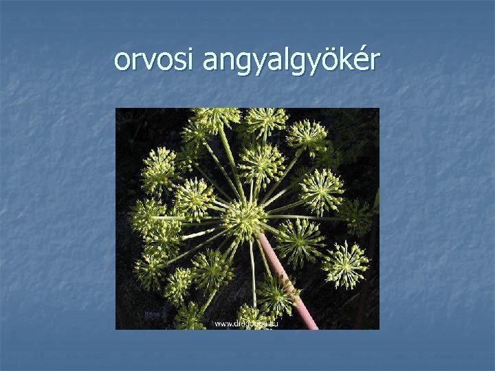 orvosi angyalgyökér 