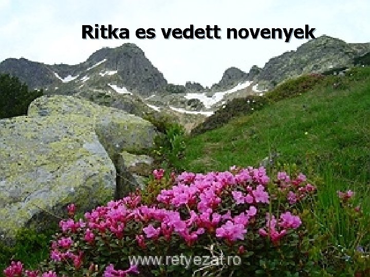 Ritka es vedett novenyek 