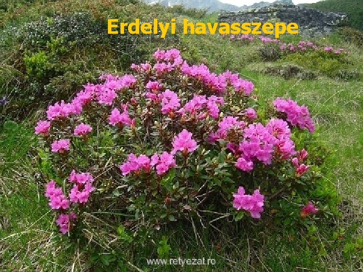 Erdelyi havasszepe 