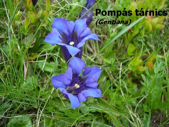 Pompás tárnics (Gentiana) 