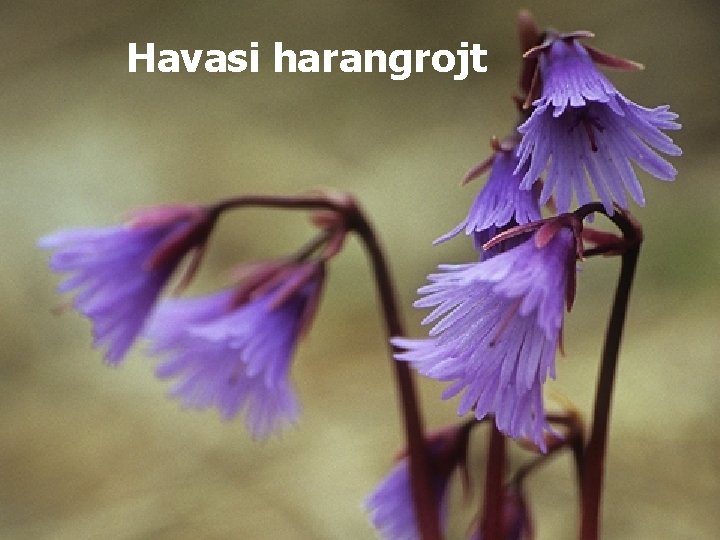 Havasi harangrojt 