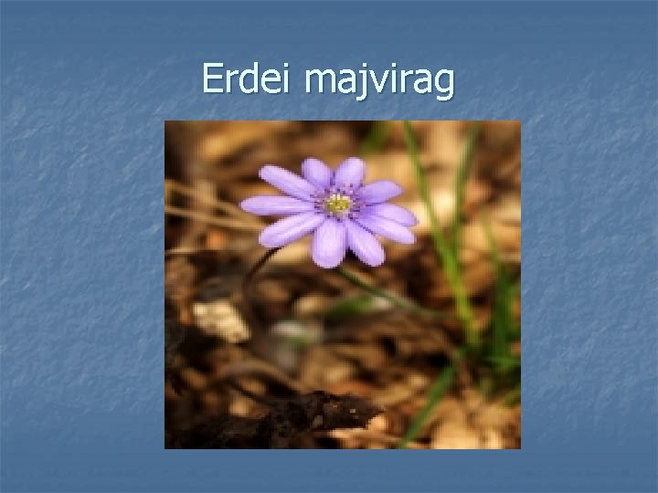 Erdei majvirag 