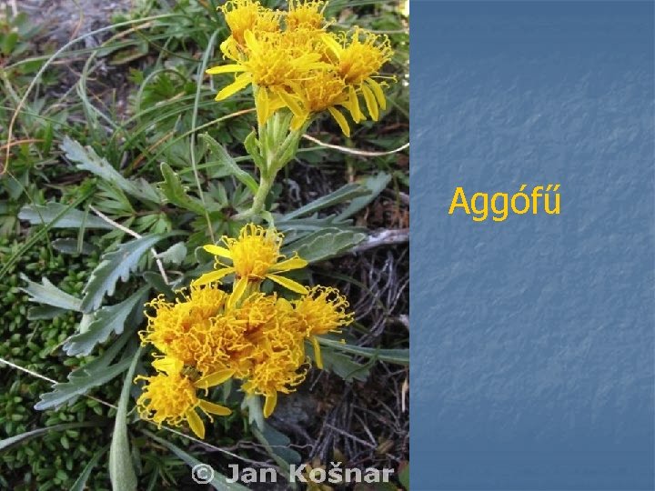 Aggófű 