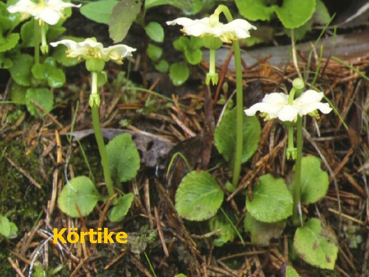 Körtike 