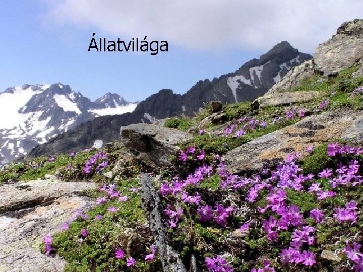 Állatvilága 