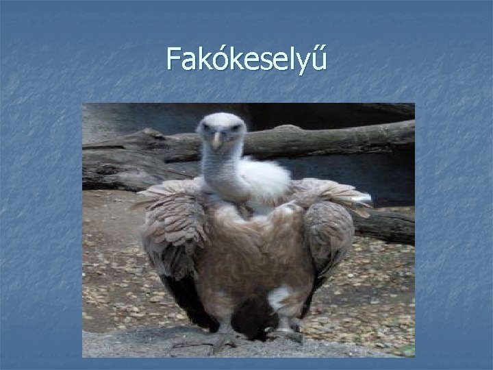 Fakókeselyű 