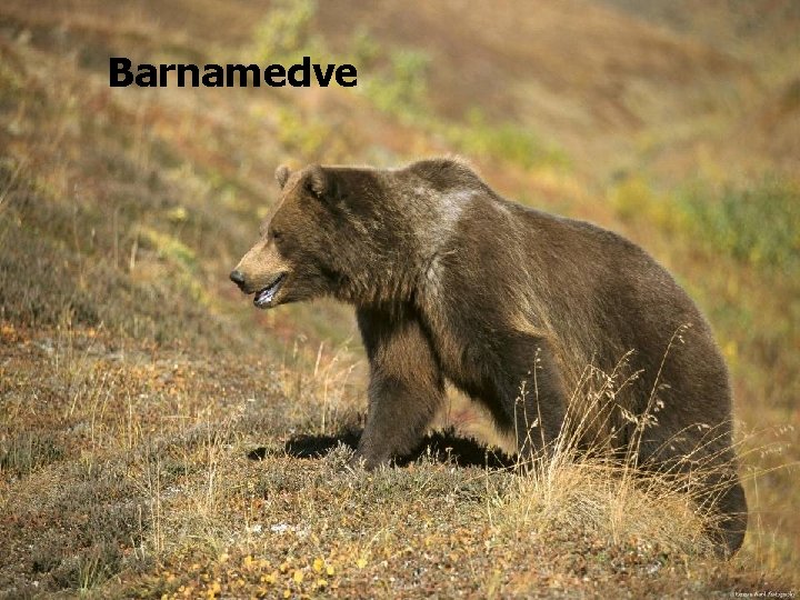 Barnamedve 