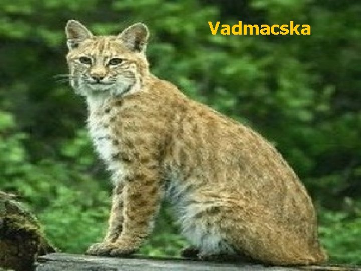 Vadmacska 