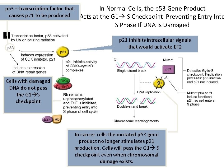 p 53 = transcription factor that causes p 21 to be produced In Normal