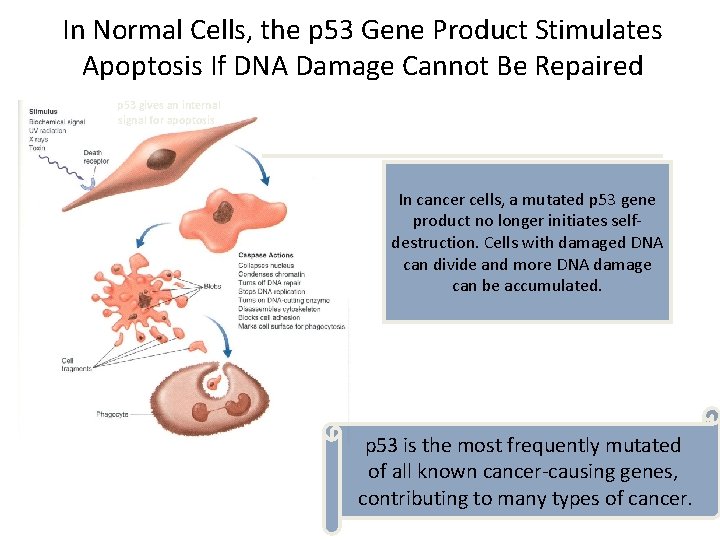 In Normal Cells, the p 53 Gene Product Stimulates Apoptosis If DNA Damage Cannot