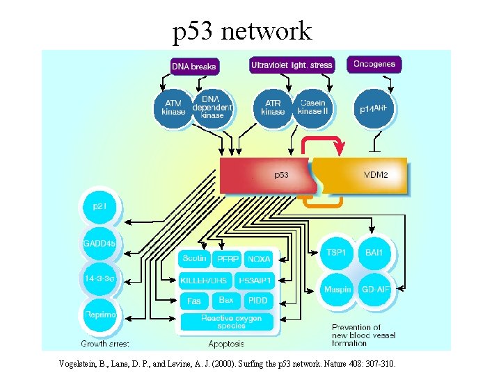 p 53 network Vogelstein, B. , Lane, D. P. , and Levine, A. J.
