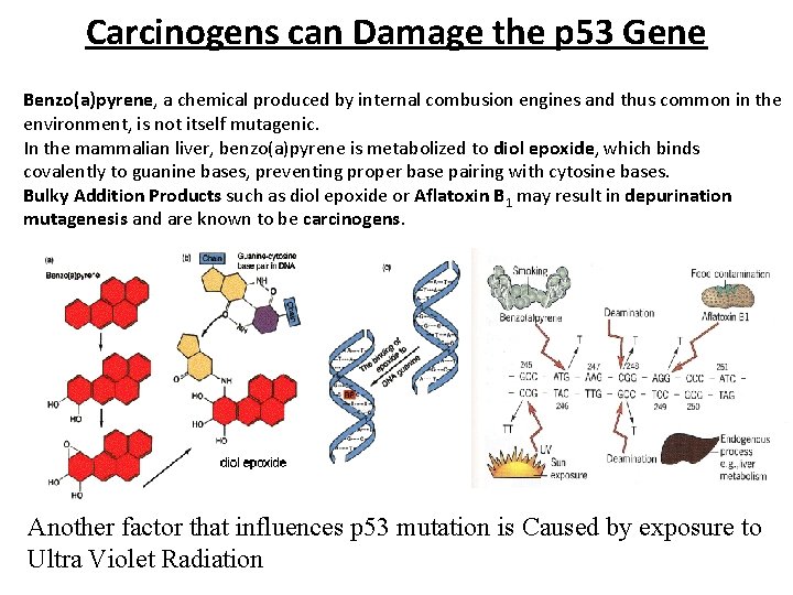 Carcinogens can Damage the p 53 Gene Benzo(a)pyrene, a chemical produced by internal combusion