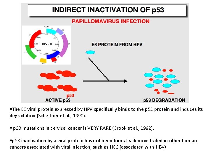 §The E 6 viral protein expressed by HPV specifically binds to the p 53