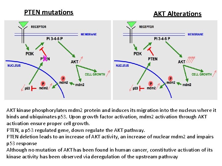 PTEN mutations AKT Alterations AKT kinase phosphorylates mdm 2 protein and induces its migration