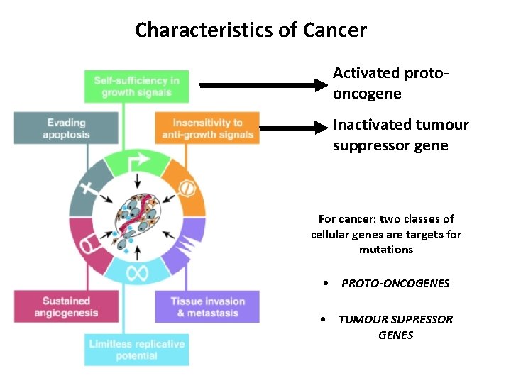 Characteristics of Cancer Activated protooncogene Inactivated tumour suppressor gene For cancer: two classes of