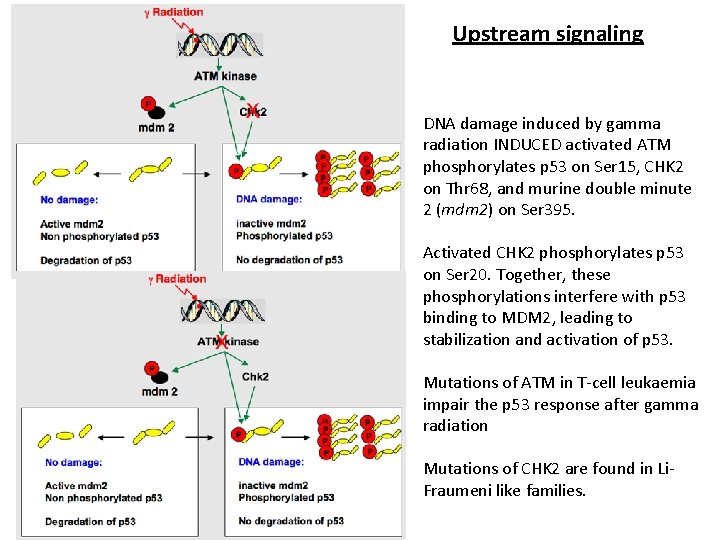 Upstream signaling DNA damage induced by gamma radiation INDUCED activated ATM phosphorylates p 53