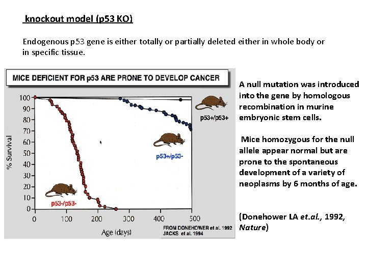 knockout model (p 53 KO) Endogenous p 53 gene is either totally or partially