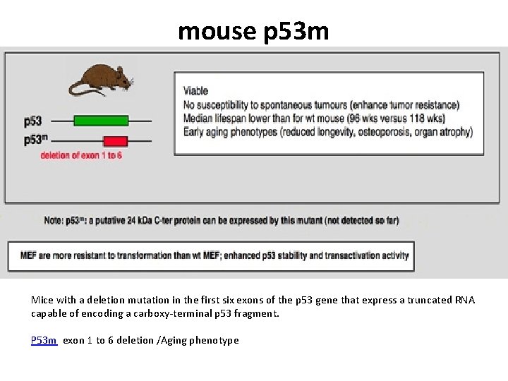 mouse p 53 m Mice with a deletion mutation in the first six exons