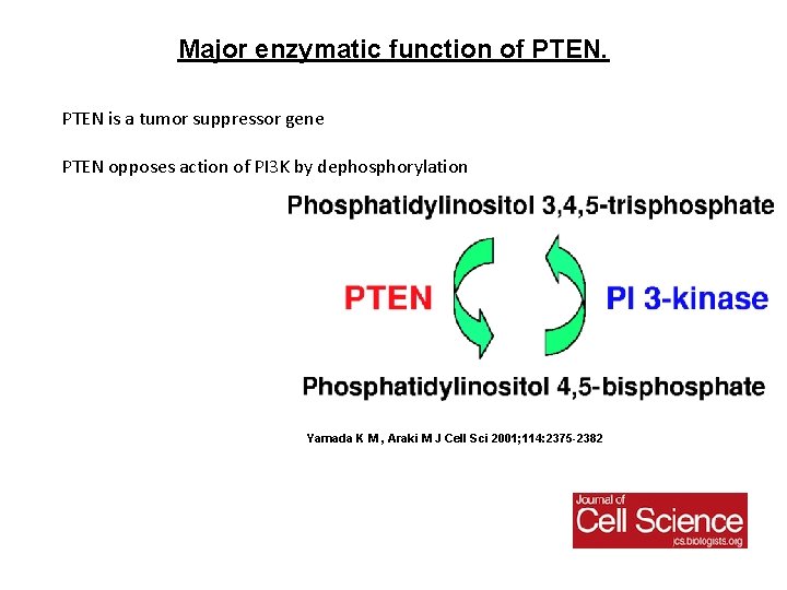 Major enzymatic function of PTEN is a tumor suppressor gene PTEN opposes action of