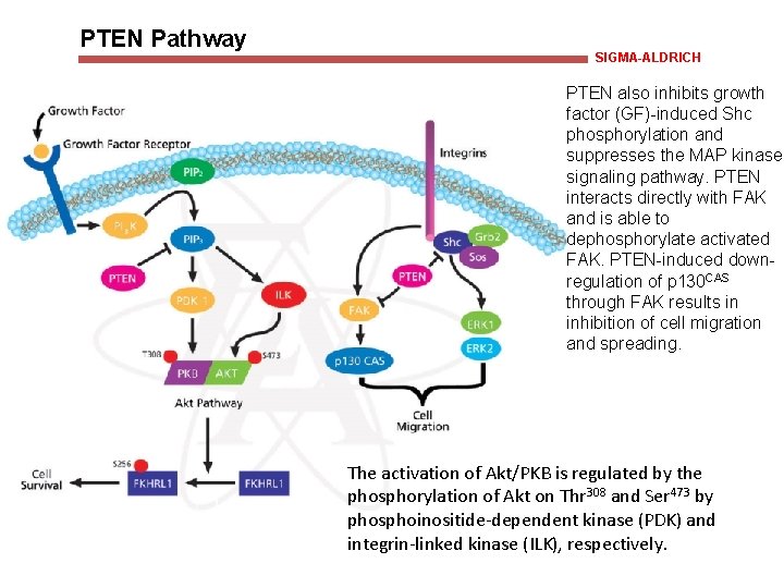PTEN Pathway SIGMA-ALDRICH PTEN also inhibits growth factor (GF)-induced Shc phosphorylation and suppresses the