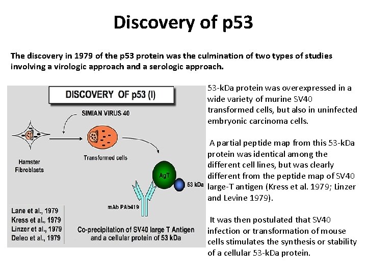 Discovery of p 53 The discovery in 1979 of the p 53 protein was