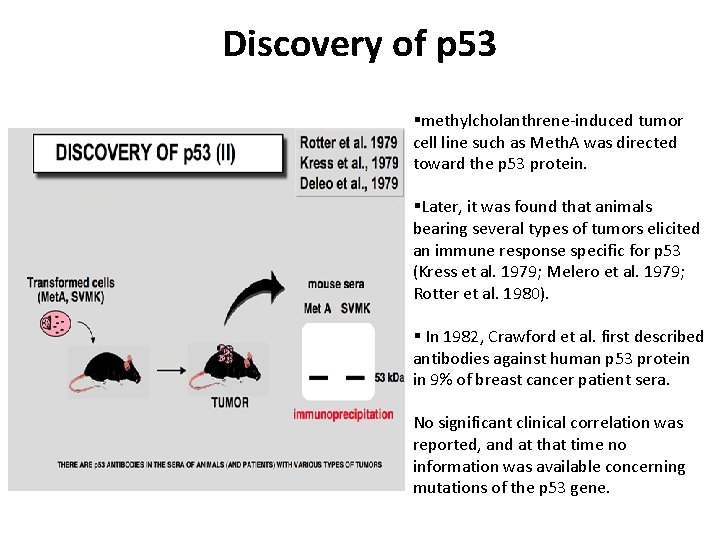 Discovery of p 53 §methylcholanthrene-induced tumor cell line such as Meth. A was directed