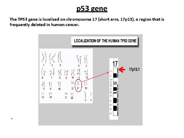 p 53 gene The TP 53 gene is localized on chromosome 17 (short arm,