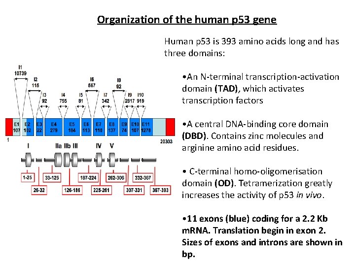 Organization of the human p 53 gene Human p 53 is 393 amino acids
