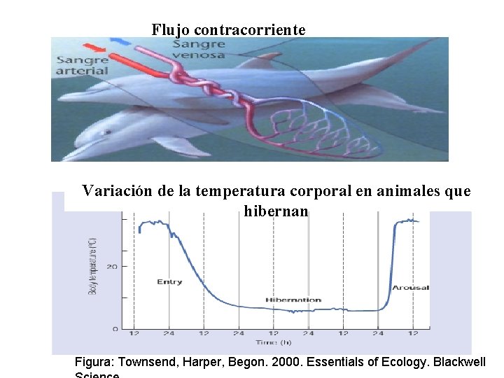 Flujo contracorriente Variación de la temperatura corporal en animales que hibernan Figura: Townsend, Harper, Flujo contracorriente Variación de la temperatura corporal en animales que hibernan Figura: Townsend, Harper,