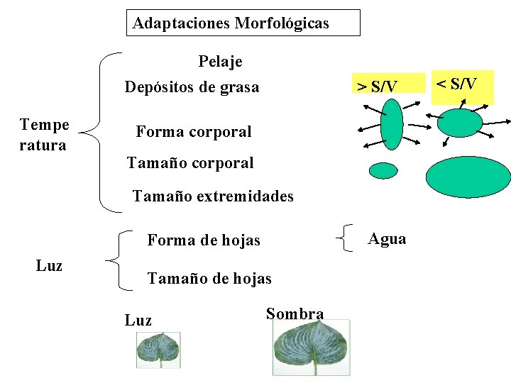 Adaptaciones Morfológicas Pelaje Depósitos de grasa Tempe ratura > S/V Forma corporal Tamaño extremidades Adaptaciones Morfológicas Pelaje Depósitos de grasa Tempe ratura > S/V Forma corporal Tamaño extremidades